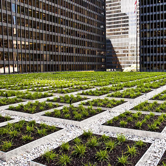 image of TD Bank Living Roof