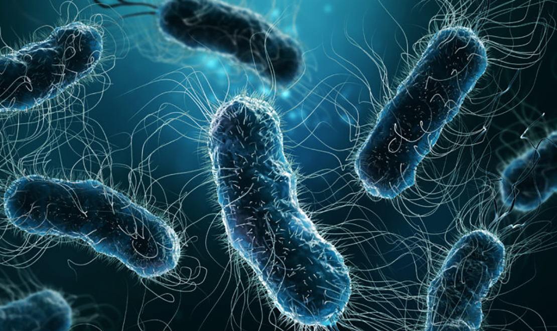 Colony of bacteria close-up 3D rendering illustration on blue background. Microbiology, medical, biology, science, medicine, infection, disease concepts.