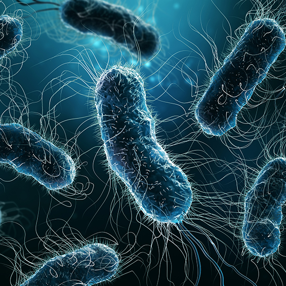 Close up of cell organism